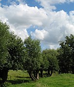 Salix, Belgium