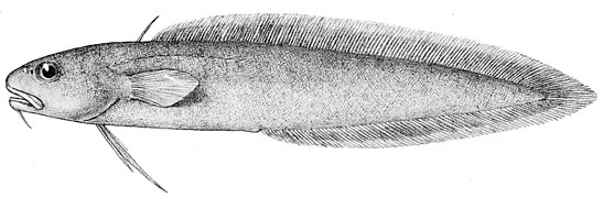 Muraenolepis microps, un Muraenolepididae