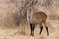 * Nomination A female waterbuck (wildlife). --Ikiwaner 13:43, 27 August 2010 (UTC) * Promotion  SupportSurely QI, can be FPC too. --Nevit 15:04, 27 August 2010 (UTC)