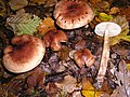 Tricholoma fulvum