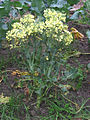 Broccoli flowering