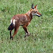 Ethiopian Wolf