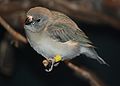 Gouldian Finch Juvenile