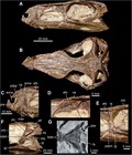 Miniatura para Gracilisuchus