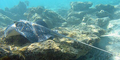 Mangrove whipray