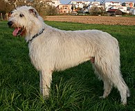 Irish Wolfhound with white coat