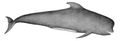 Pilot Whale