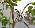 Red-capped Cardinal