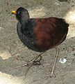 Wattled Jacana