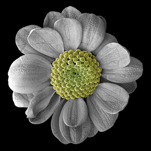 Chrysanthemum FoV 18mm