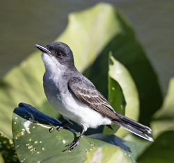 An Eastern Kingbird at the John Heinz NWR.