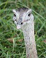 Greater Rhea