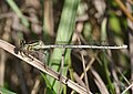 * Nomination White-legged damselfly. --Quartl 10:20, 22 August 2010 (UTC) * Promotion distracting backgound, but very good quality --Carschten 12:59, 22 August 2010 (UTC)