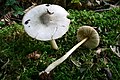 Pluteus salicinus