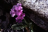 Primula latifolia