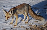 Red and gray fox on the snow