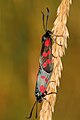 Zygaena filipendulae