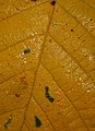 Autumn-coloured leaf