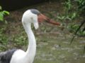 Wattled Crane