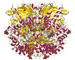 Glucose-Oxidase (Penicillium amagasakiense)