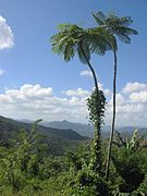 Figura 4.19. Cyatheaceae. Hábito. Tallo formando un estípite de porte alto. Nótense las frondes de prefoliación circinada.