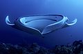 3 Giant Manta AdF uploaded by Arturo de Frias Marques, nominated by Arturo de Frias Marques