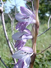 <center>Gladiolus gregarius</center>