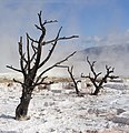 Yellowstone Ulusal Parkı'nda