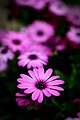 Osteospermum ecklonis