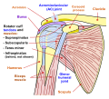 Diagram of the human shoulder joint, anterior view