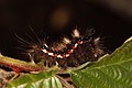 Acronicta rumicis