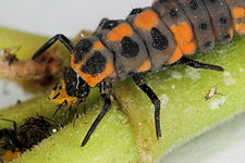 Larva de maruxiña comendo un áfido.