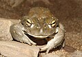 Incilius alvarius, Syn.: Bufo alvarius