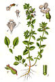 Acinos arvensis (as syn. Thymus acinos) vol. 11 - plate 52 in: Jacob Sturm: Deutschlands Flora in Abbildungen (1796)