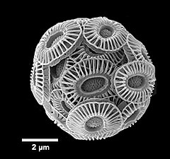 The coccolithophore Emiliania huxleyi