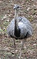 Greater Rhea