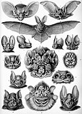 Bat (Chiroptera)