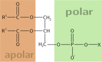 Un generico glicofosfolipide