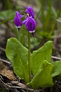 Primula frigida (Syn. Dodecatheon frigidum)