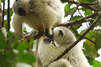 Sifaka soyeux.