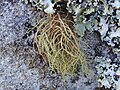 Usnea rubicunda