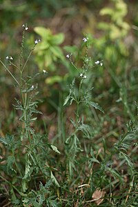 Verveine officinale