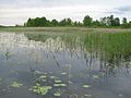 Polesie National Park