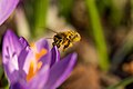 Westliche Honigbiene beim Pollensammeln