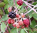 Ripening blackberry fruit (Blue-Violet, Magenta Pink)