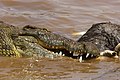 80 Crocodile Feast AdF uploaded by Arturo de Frias Marques, nominated by Arturo de Frias Marques