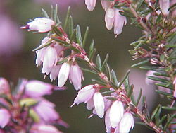 Erica carnea u cvijetu