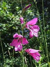 <center>Gladiolus palustris</center>