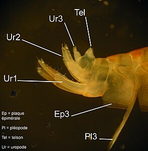 Orchestia gammarellusの尾肢。