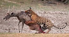 Tiger attacking a sambar deer from behind, pulling on its back